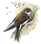 Oeverzwaluw